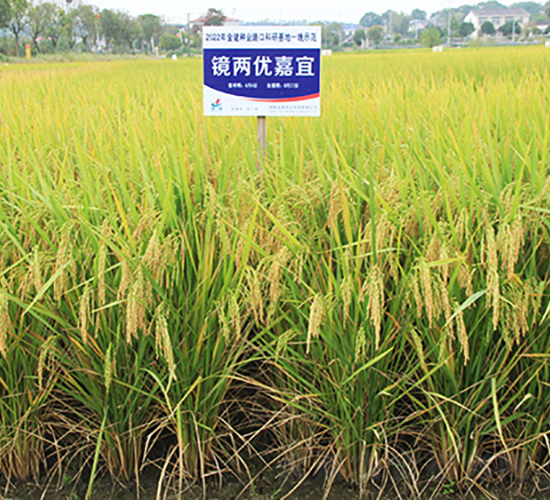 鏡兩優(yōu)嘉宜-水稻種子-金健種業(yè)