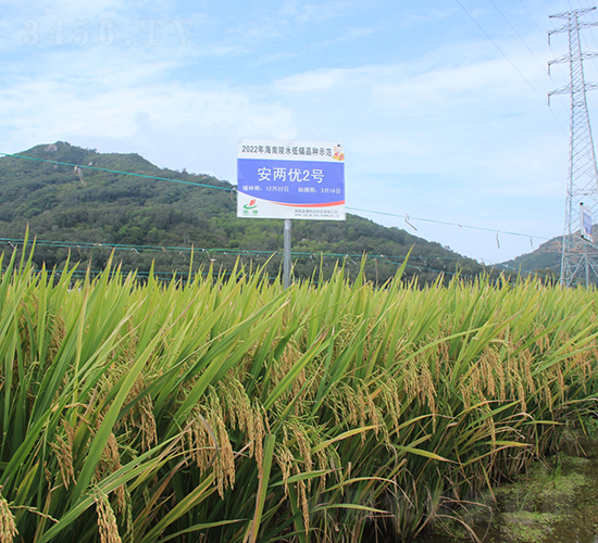 安兩優(yōu)2號-水稻種子-金健種業(yè)