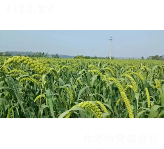 晉谷21-谷子種子-秦豐種業(yè)