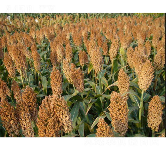 �x�s22̖-�����N��-���S�N�I(y��)