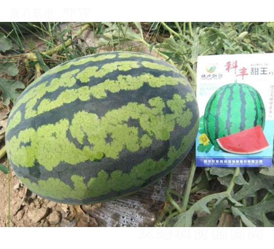 科豐甜王-西瓜種子-秦豐種業(yè)