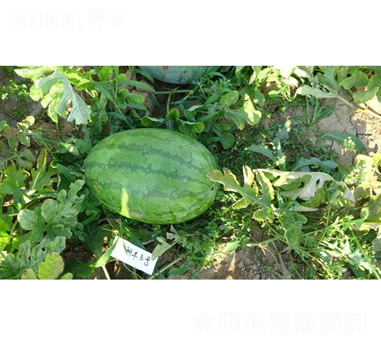 科豐3號-西瓜種子-秦豐種業(yè)