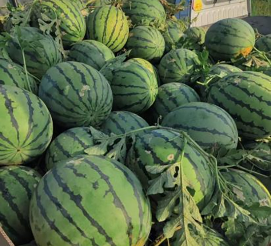 科豐16號(hào)-西瓜種子-秦豐種業(yè)