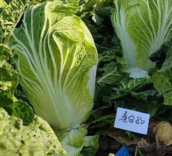 秦白80-白菜種子-秦豐種業(yè)