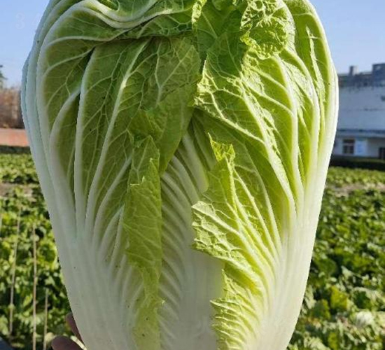 秦白四號-白菜種子-秦豐種業(yè)