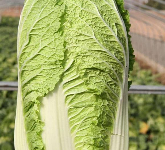 秦白一號-白菜種子-秦豐種業(yè)