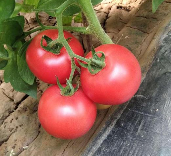 �߿�����12̖(h��o)-���ѷN��-���S�N�I(y��)