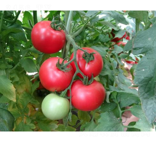 �߿�����8̖-���ѷN��-���S�N�I(y��)