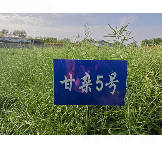 ���s5̖(h��o)-�Ͳ˷N��-���S�N�I(y��)