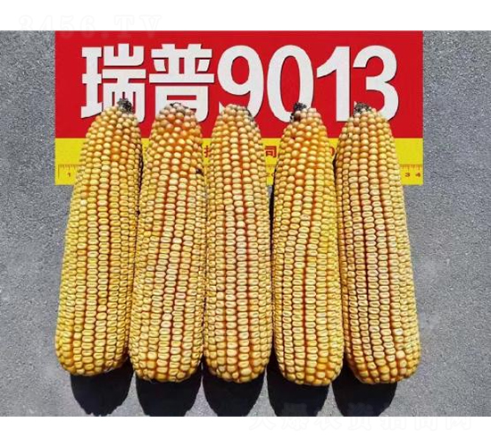 瑞普9013-玉米種子-秦豐種業(yè)