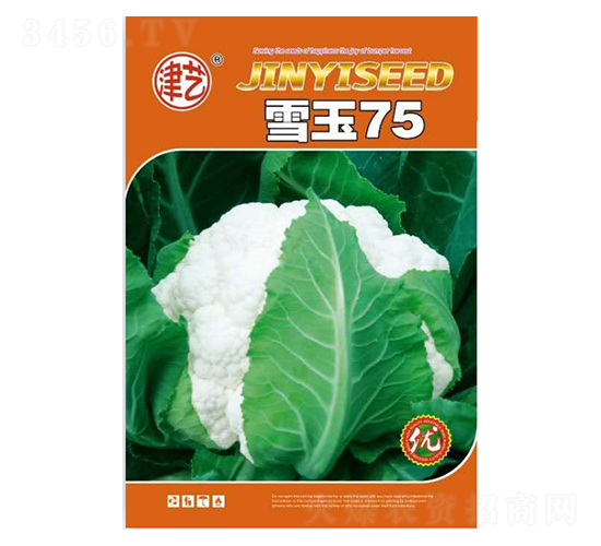 花菜種子-雪玉75-邯豐農(nóng)業(yè)