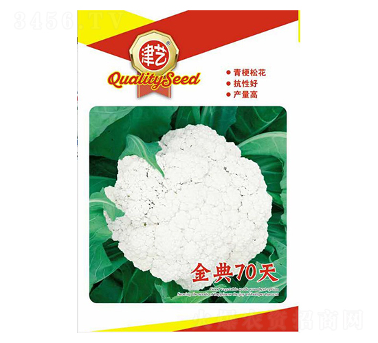 花菜種子-金典70天-邯豐農(nóng)業(yè)