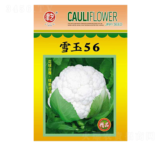 花菜種子-雪玉56-邯豐農(nóng)業(yè)