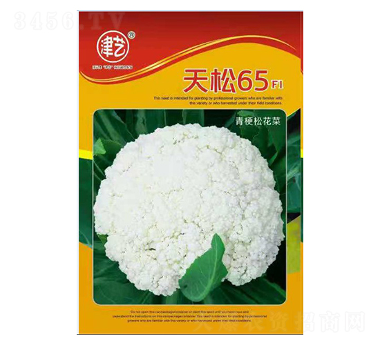 花菜種子-天松65-邯豐農(nóng)業(yè)