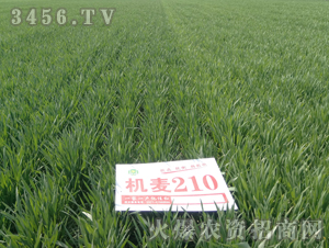 �C��210-С��-�|�Ѻ�