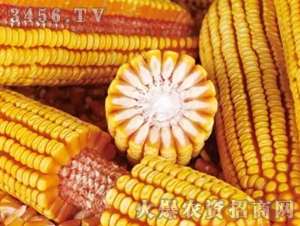 機(jī)玉7號(hào)-玉米-億佳和