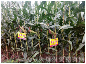 浚研158-良玉農(nóng)業(yè)