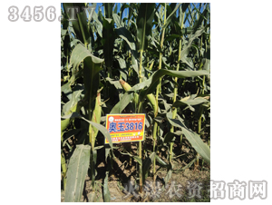 奧玉3816-良玉農業(yè)