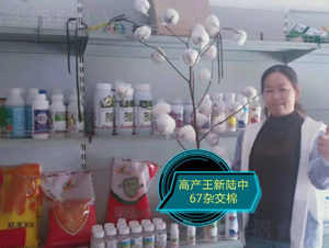 新陸中67雜交棉-利豐元