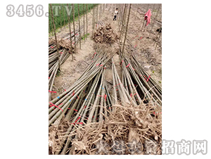 2020��鱘�(sh��)ӆ�λ����(xi��ng)Ŀ17