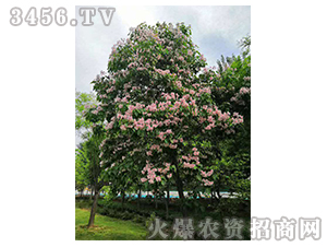 2020��鱘�ӆ�λ����(xi��ng)Ŀ14