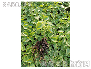 2020��鱘�ӆ�λ����(xi��ng)Ŀ1