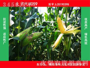大京九4059-玉米種子-大京九