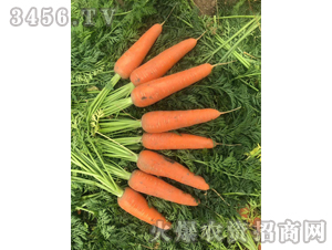 ���t2̖-���}���N��-��ʥ��