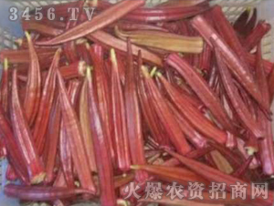 �t����N��-��ʥ��