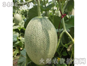 圣瑞25-哈密瓜種子-禾圣瑞