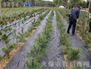 �@�ַ��ݲ�-����