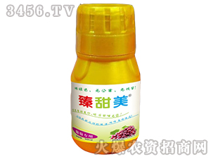 �����������ь���-��-ʢ����