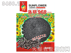 ���տ��N��-����968-����