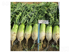 �¾G1438-�}���N��-������