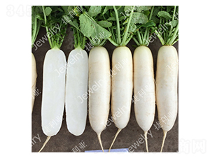 ������50-�}���N��-������