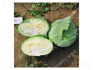 捷甘369-甘藍(lán)種子-捷利亞