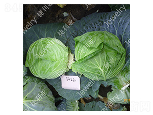 捷甘8422-甘藍(lán)種子-捷利亞