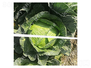 �ݸ�15226-���{(l��n)�N��-������