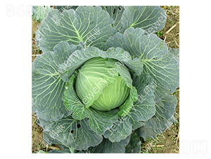 �ݸ�14669-���{(l��n)�N��-������