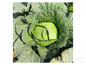 捷甘14622-甘藍(lán)種子-捷利亞