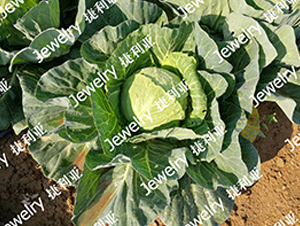 捷利亞475-甘藍種子-捷利亞