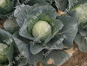 捷利亞1675-甘藍(lán)種子-捷利亞