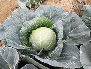 ������1676-���{(l��n)�N��-������