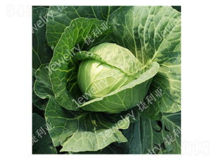 �ݸ�1465-���{�N��-������