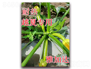 �ż��_(d��)-�����J�N��-��ʢ�r(n��ng)�I(y��)