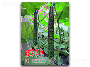 ���Y-�S�ϷN��-��ʢ�r(n��ng)�I(y��)