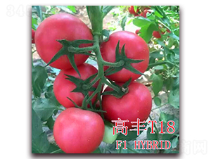 ���ST18-���ѷN��-��ʢ�r(n��ng)�I(y��)