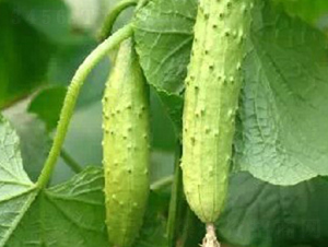 �ļ���(y��u)��-�S�ϷN��-�|��