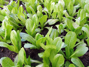 �G��-��˷N��-�|��