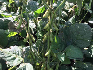 �|��17-�󶹷N��-�|��